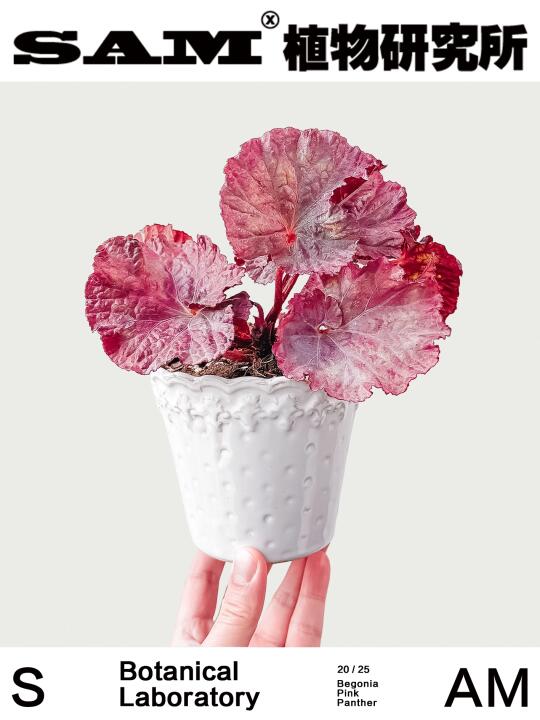 粉红豹秋海棠｜Begonia Pink Panther