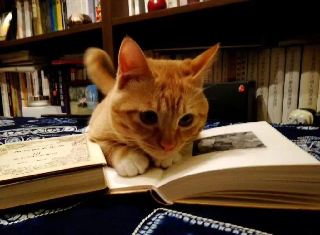 高考 “猫文” 作者找到了！8 岁橘猫 “无事忙” 凭温柔文字火遍全网。

20