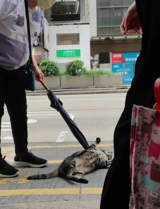 婆婆叫阻B返入舖頭，冇阻人排隊等巴士～