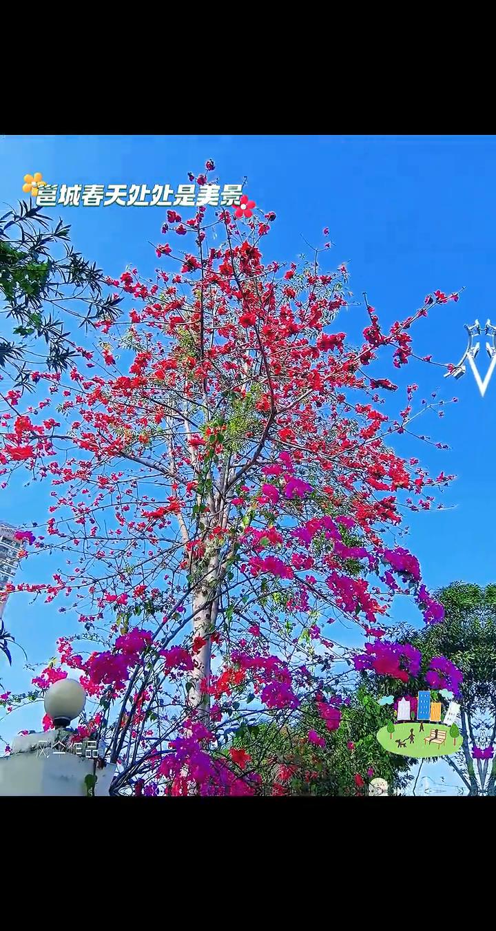 邕城春天处处是美景。
风伞作品。