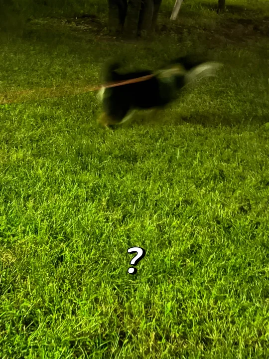 拉臭臭拉疯了，彻底疯了