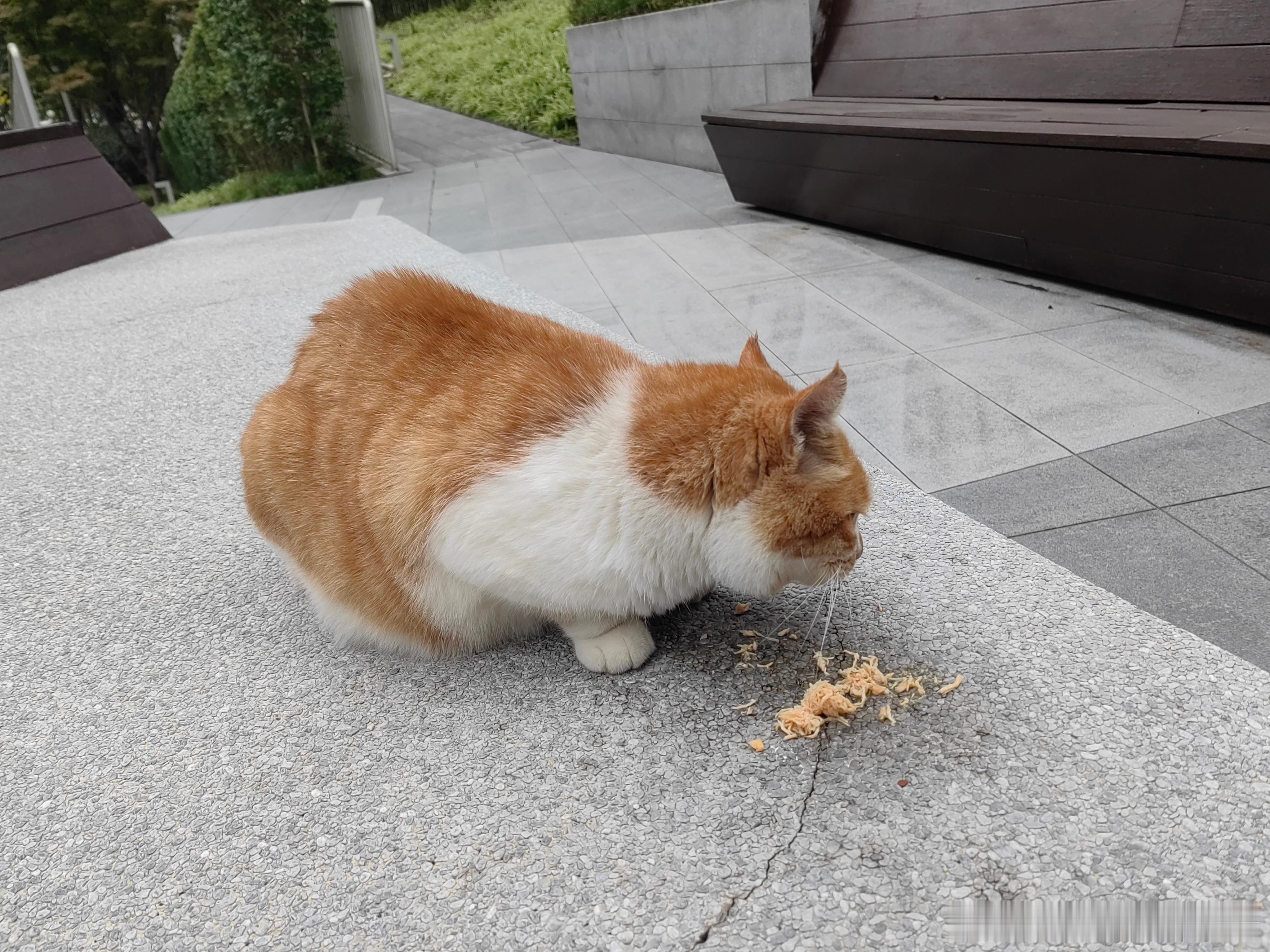 百多邦是喷不到一点！但是药兑罐头还是吃的一个罐头吃完了，据我妈说状态还可以