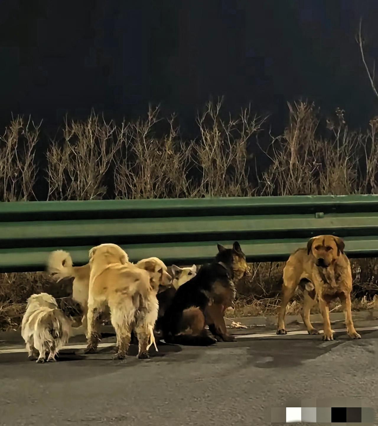 长春这事儿真神了，7条狗，横跨17公里，居然全须全尾地摸回家了。
 
谁能想到这