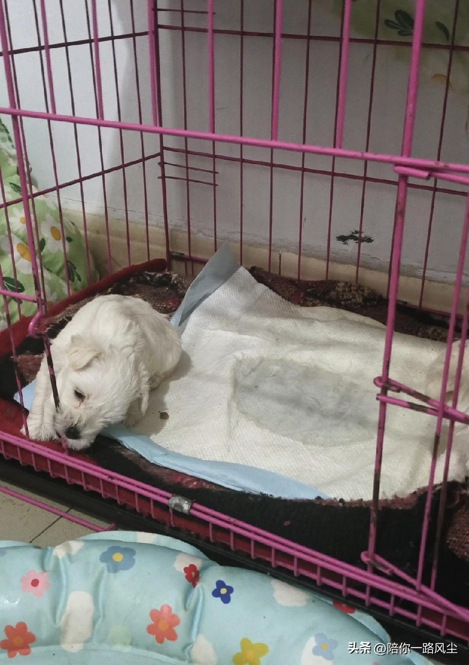 小奶狗一饿了，就会哇哇大叫，让我也睡不着觉。


因为长乳牙了，母犬怕疼，不会老