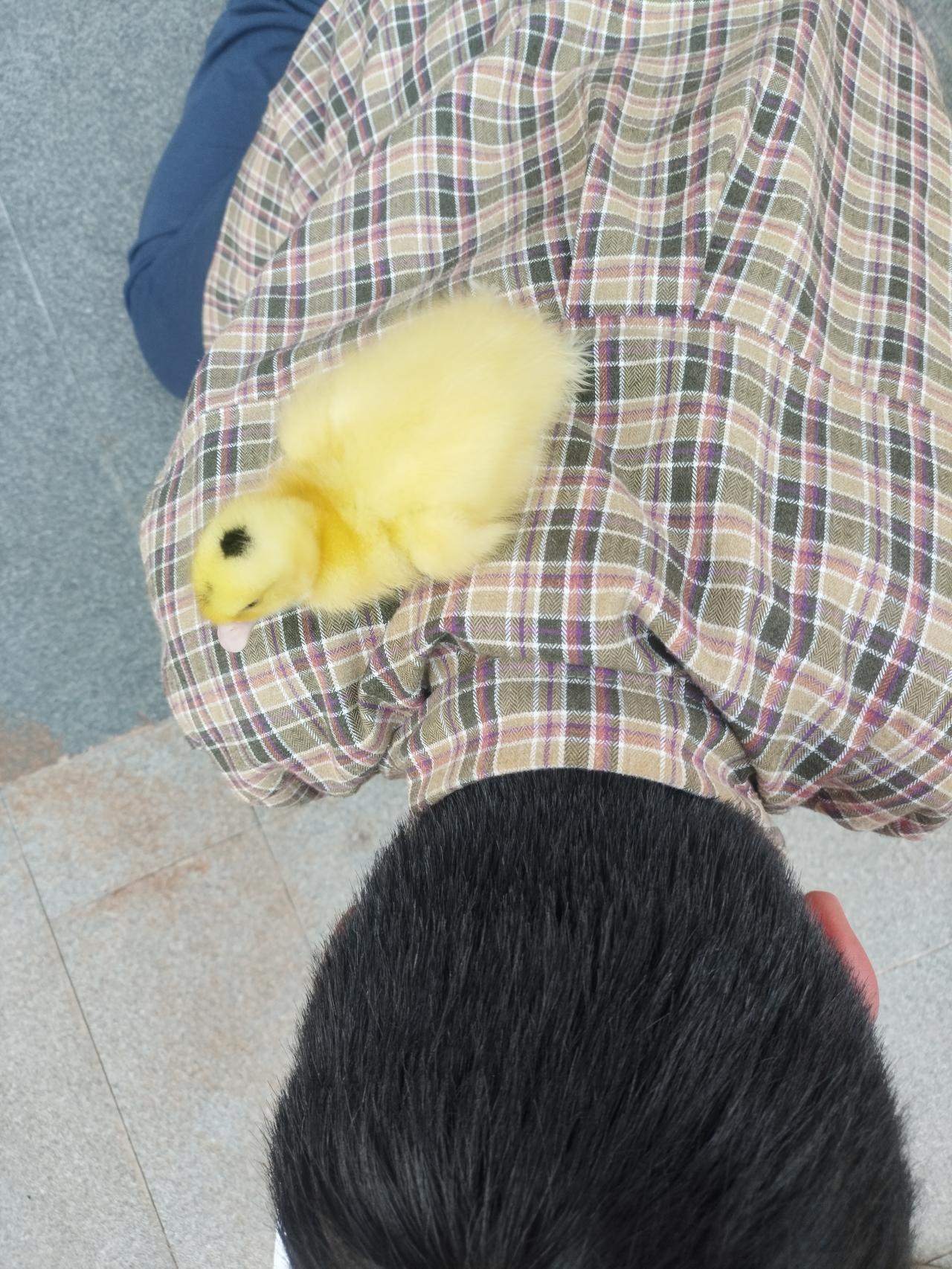 还记得这个可爱的小鸭子吗？
离跑到店里，
不过七天时间，
隔壁修车店养的，
花鸟