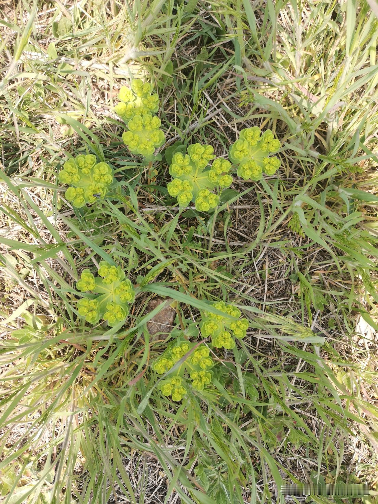 绿化带里的“中草药”盲盒，你认识几种？
路过绿化带被这几株小草吸引了！
第一种：