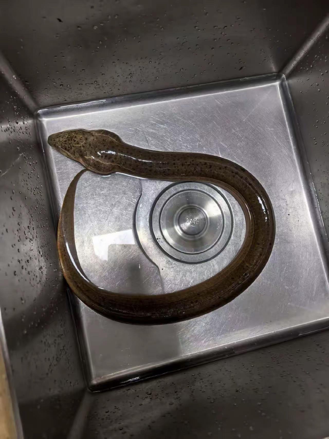 朋友钓上来的。这究竟是蛇爱错了对象还是黄鳝看花了眼？ 