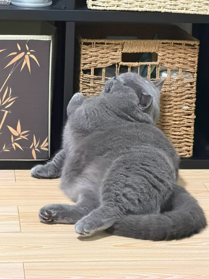 可爱宝宝 小猫小狗最可爱☺️ 