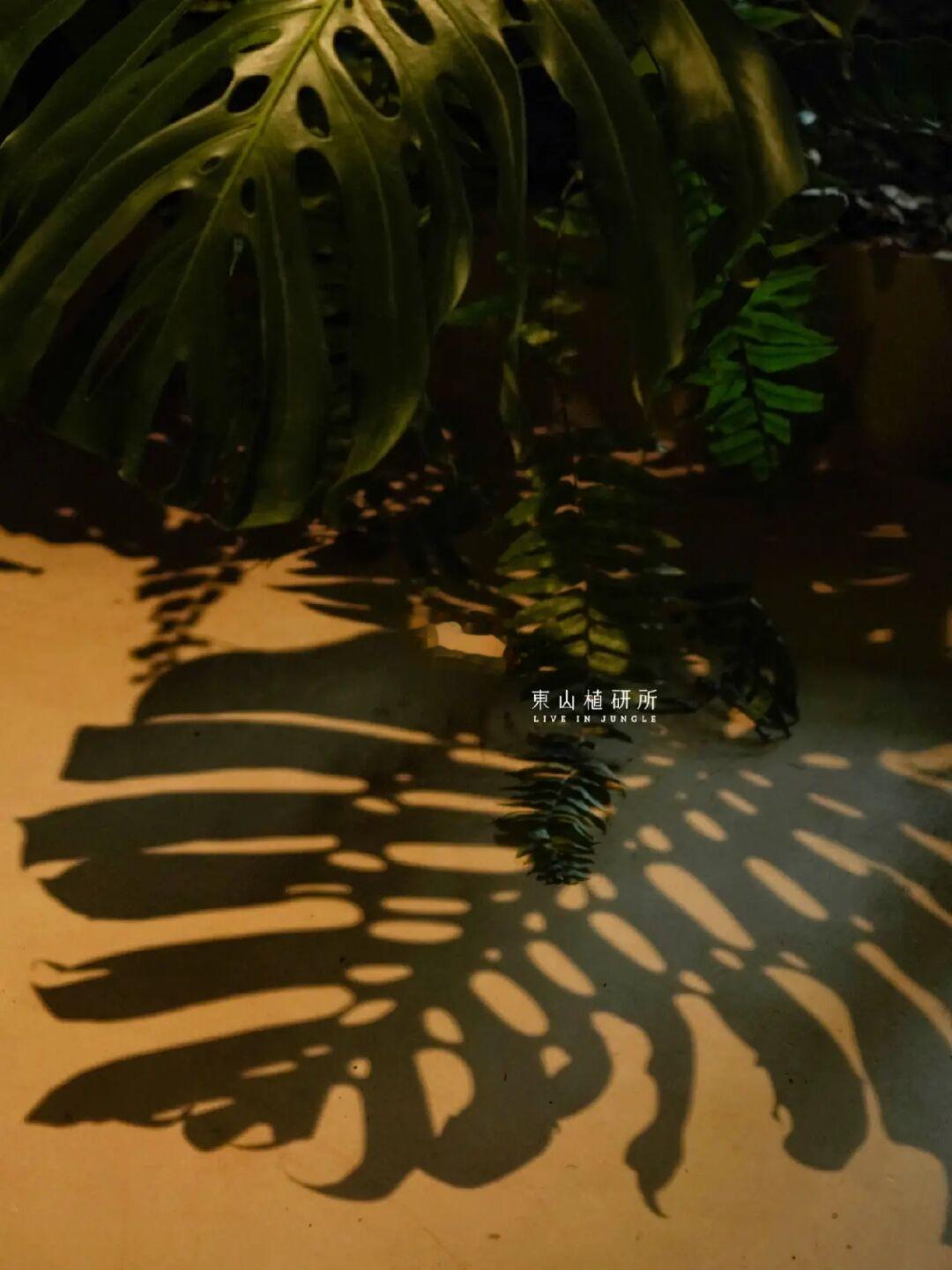 植物布置｜植物光影的魔力✨沉浸式植物造景