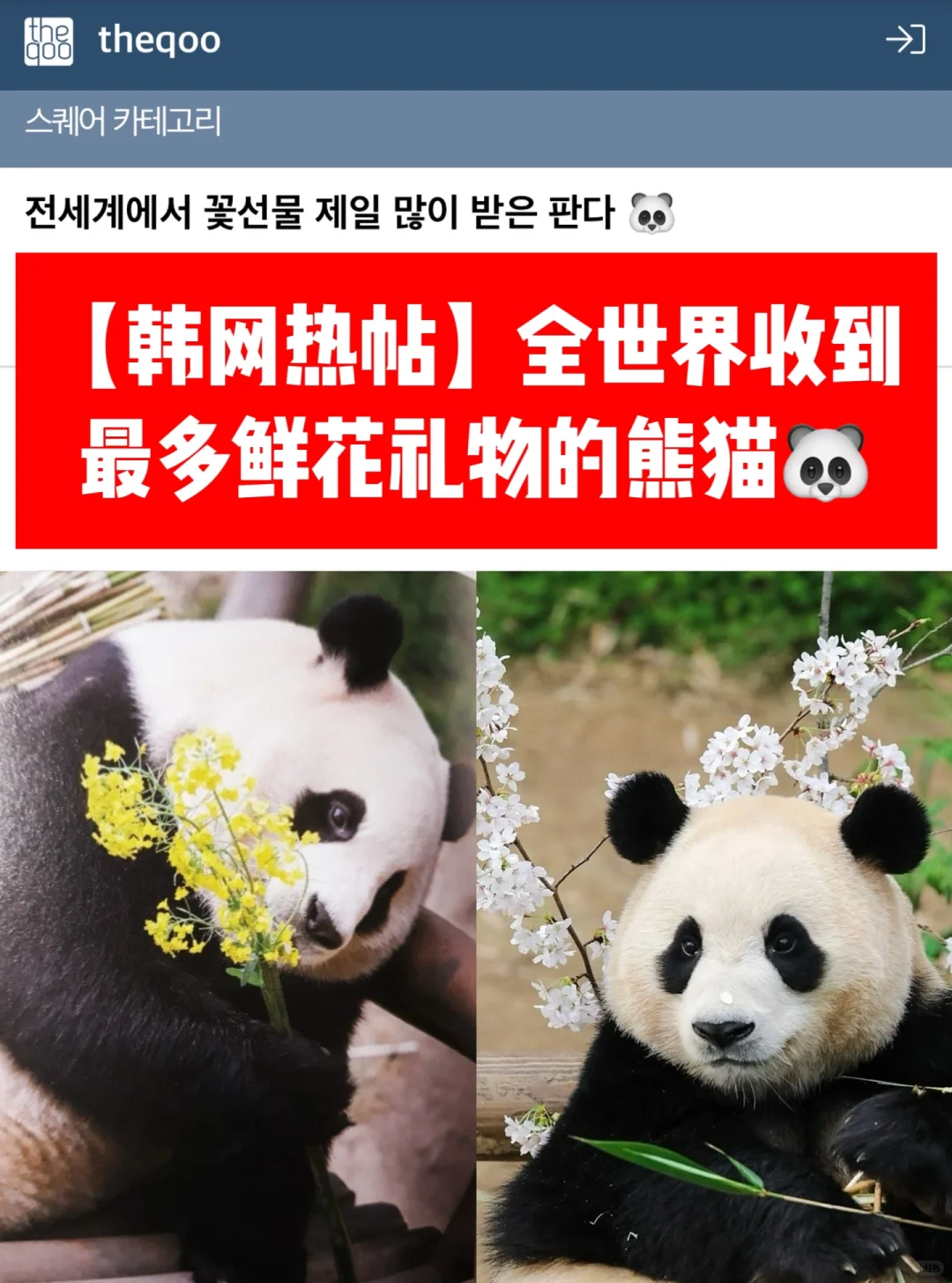 🔥 韩热帖｜全世界收到最多鲜花礼物的熊猫🐼