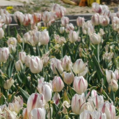 熊猫守护者 🐼每日一善 我真诚的选择，掀起真诚的浪潮，涤荡了心灵的污垢，消除了