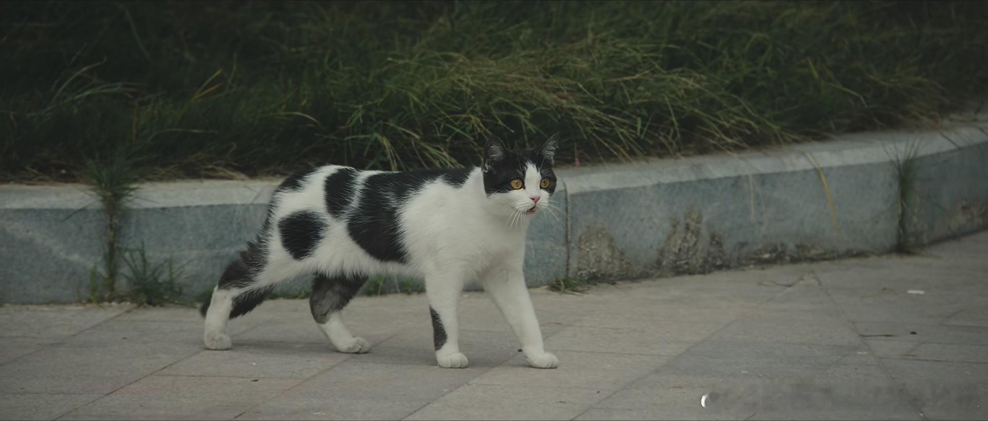 电视剧交锋 猫猫可爱！ ​​​​
