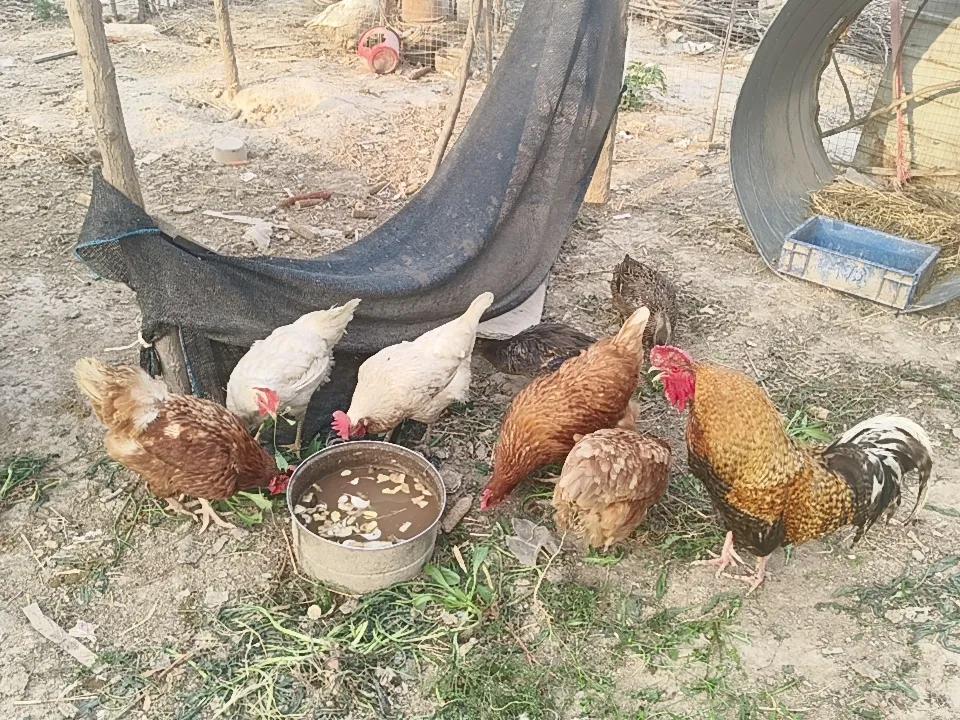 捡鸡蛋的快乐是养鸡人独有的一种快乐……目前有六只母鸡，两只母鸭，但是今天的产蛋率