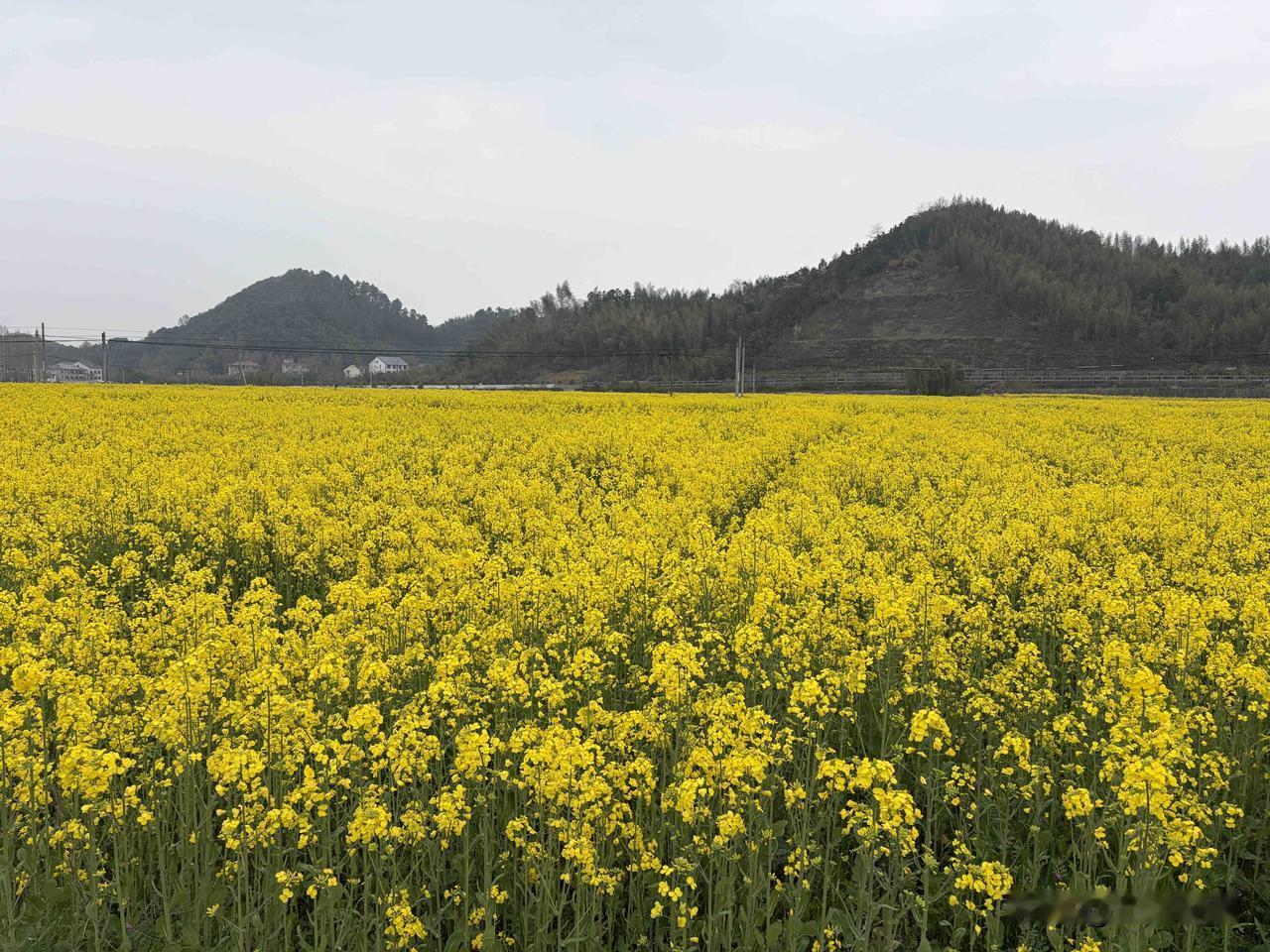 春风轻拂，满眼金黄，这是春天最为盛大的浪漫。无需奔赴远方，身旁的油菜花，已然将春