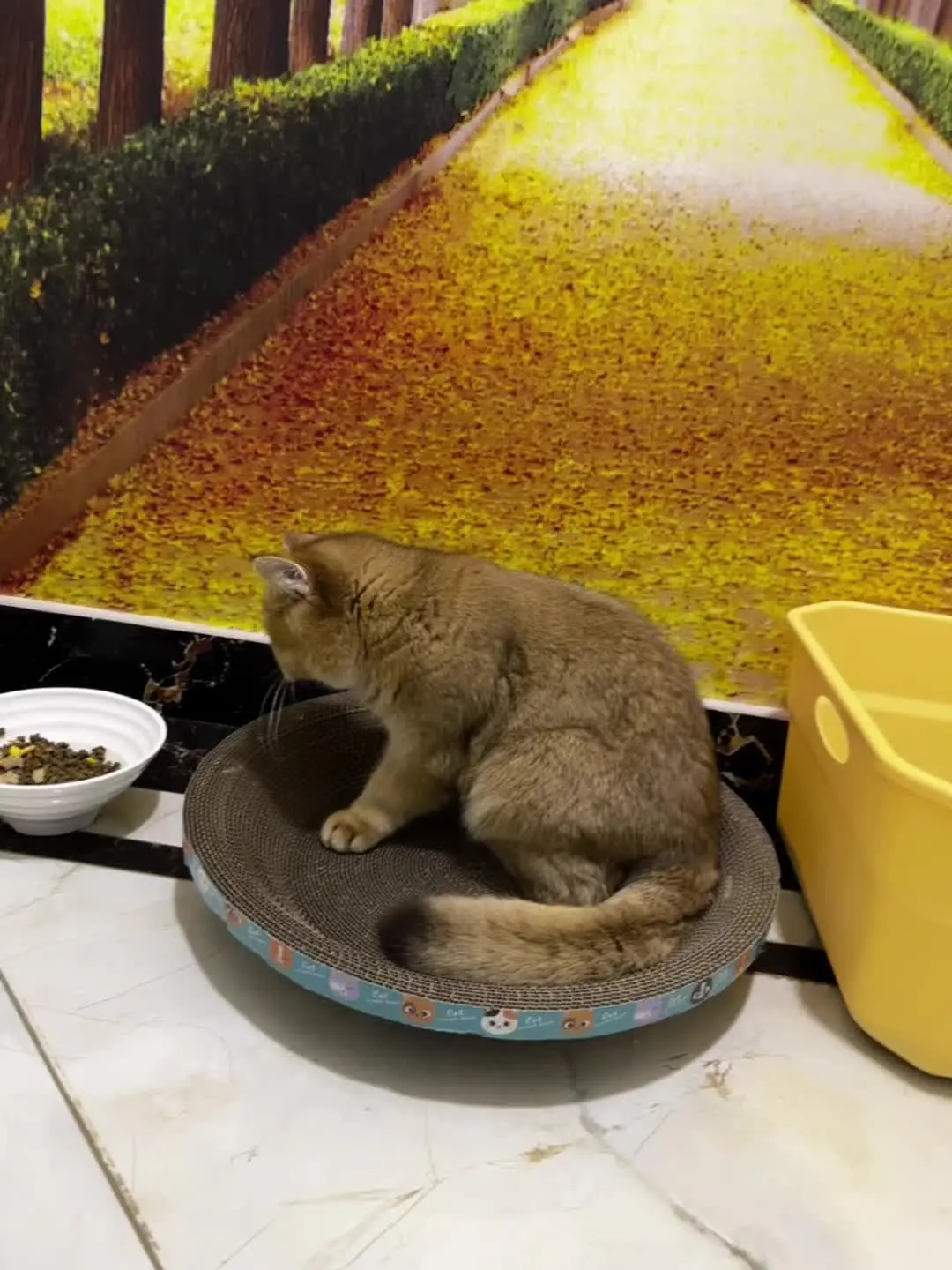 悠闲的摆烂小猫