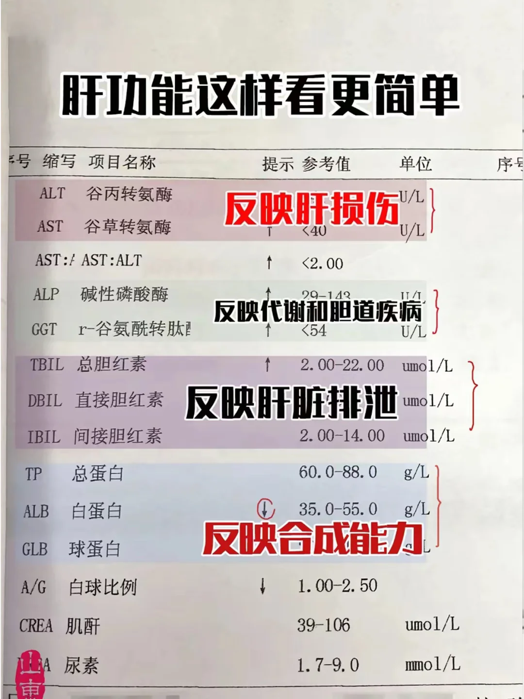 问题大不大，肝功能这样看更简单！