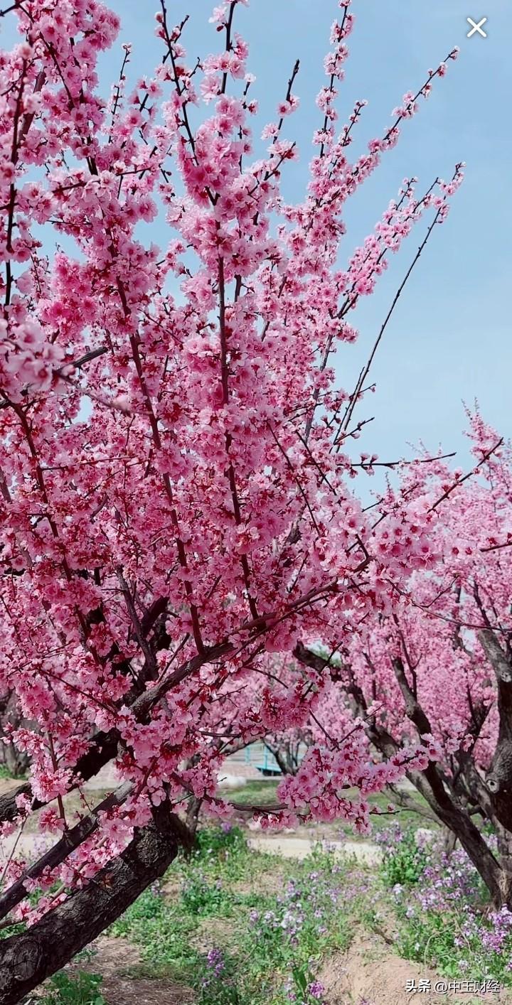 周末去了郊外的桃林，远远望去，一大片粉粉嫩嫩的桃花，像天边的云霞。走近看，每一朵