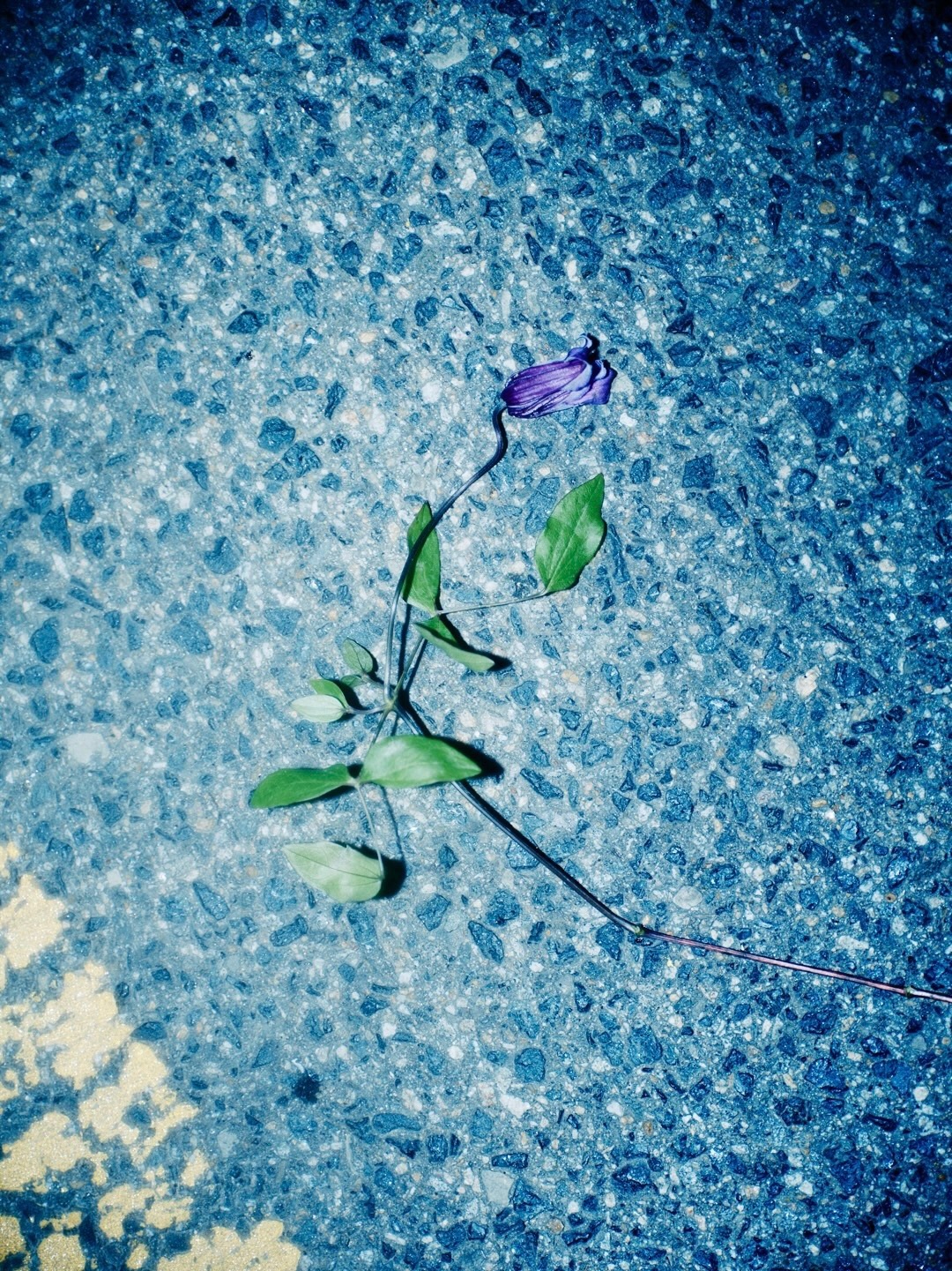 韩素希 🦋无法抗拒的韩素希 泡泡头像背景图简介更新韩韶禧