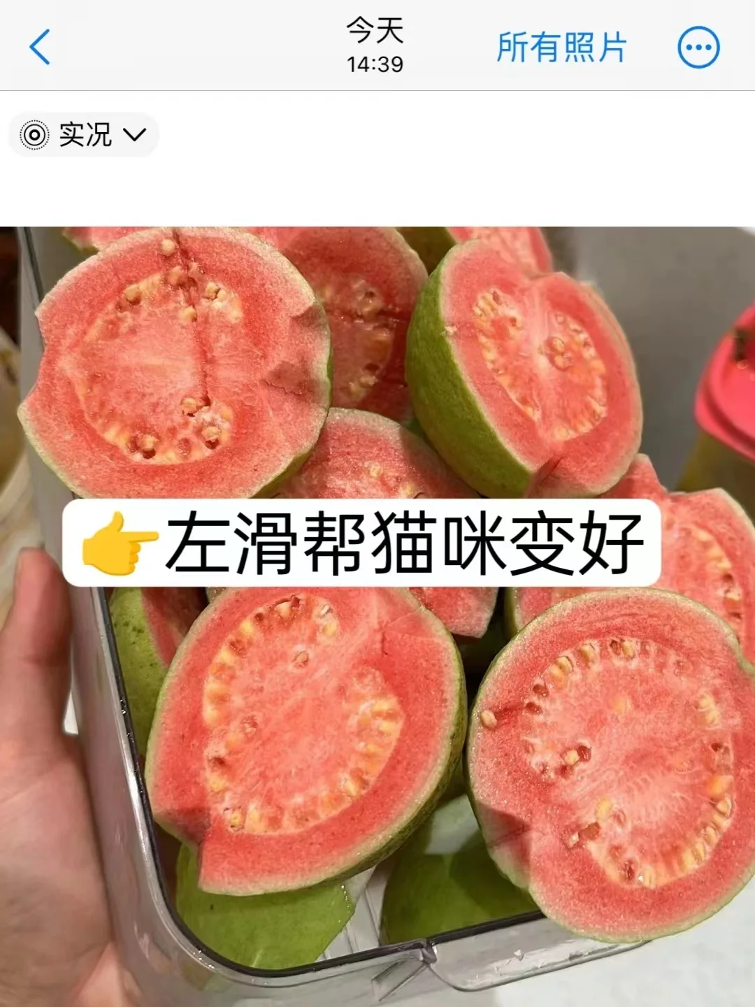 已上岸，不要因为无知害了猫咪（猫咪口炎版