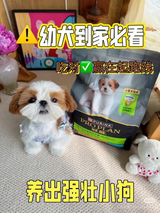 这么可爱的西施是吃什么长大的呀