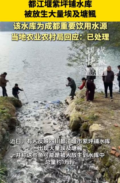 都江堰一水库被放生大量埃及塘鲺，当地回应水库被放生大量埃及塘鲺
 
都江堰紫坪铺