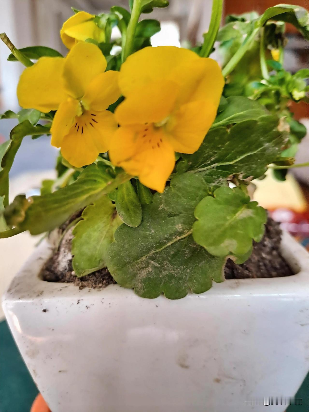 冬日里的小温暖路上捡到一颗绿色草，它竟然也开花了。