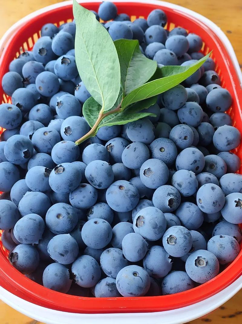 我在海南生活了37年，以前几乎没见过市场上有卖蓝莓的。

可最近这几年，海南市场