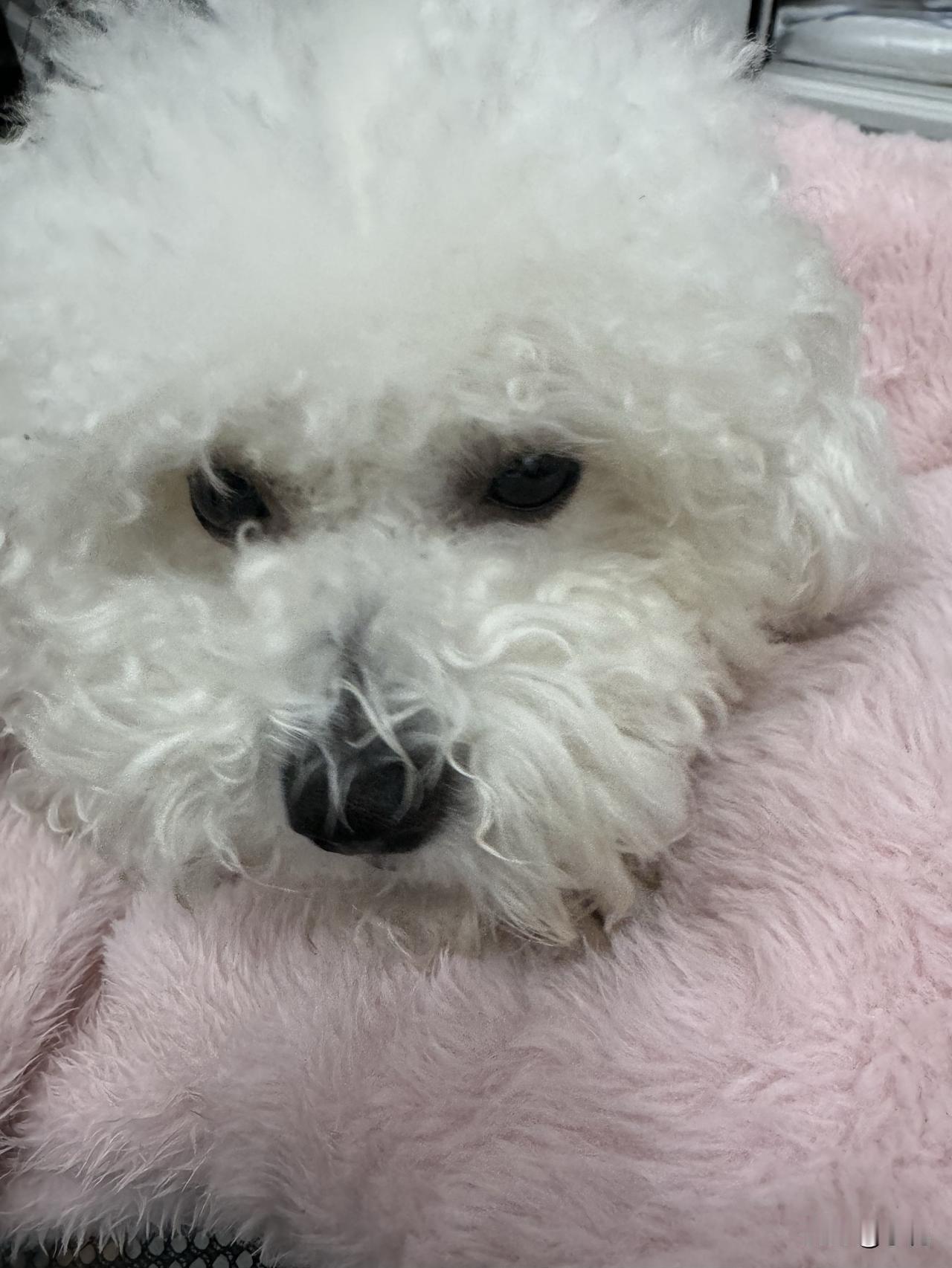 我家小狗也这样！一有好吃的就往窝里叼。今天下雨不能出去，它在家闲得发慌，我给它个