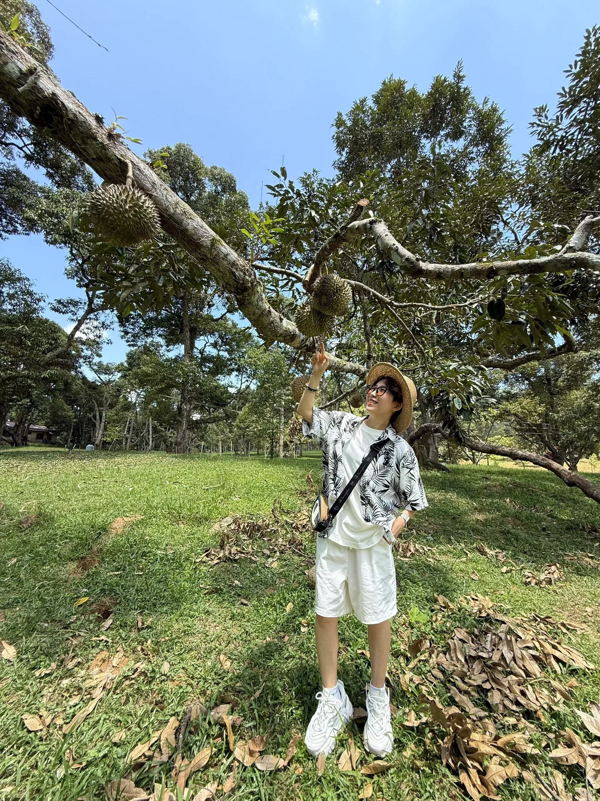 又到榴莲季啦‼️我吃榴莲会有个仪式感，一颗分两半，一半直接炫，一半拿去做榴莲鸡煲