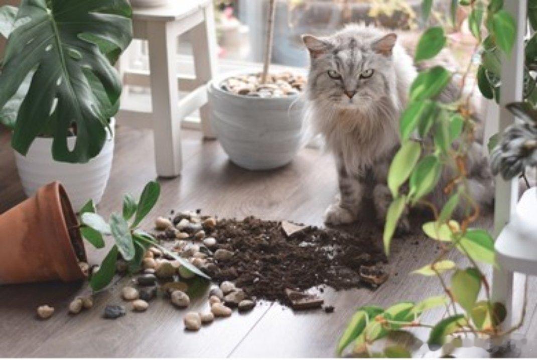 猫咪能闯出多大的祸谁能想到软萌软糯的小猫咪，调皮捣蛋的时候破坏力直接拉满，随便造