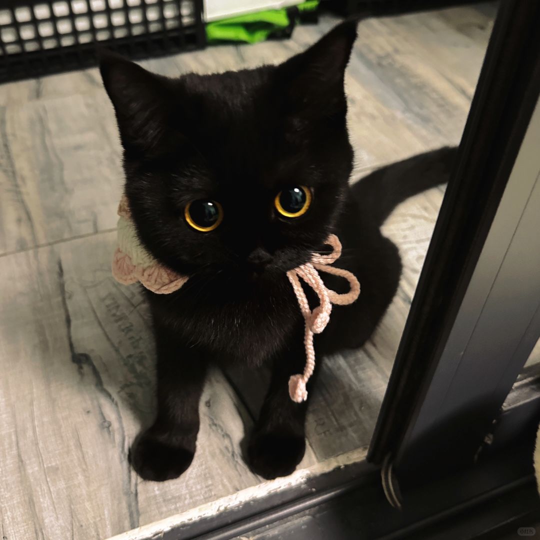 介素…幼年黑熊精？