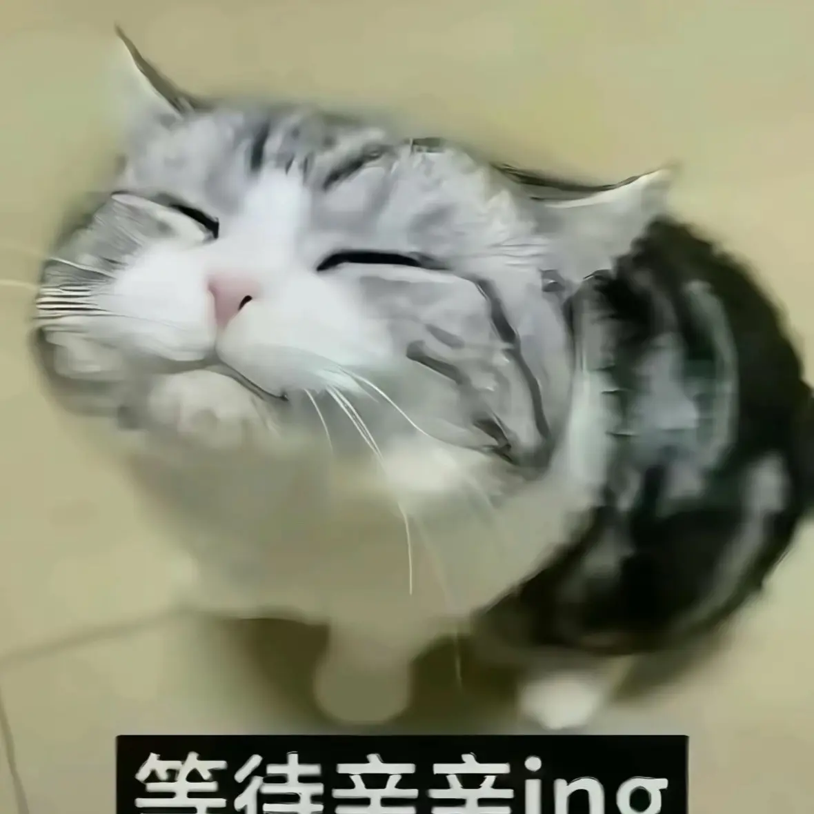 你比猫还可爱