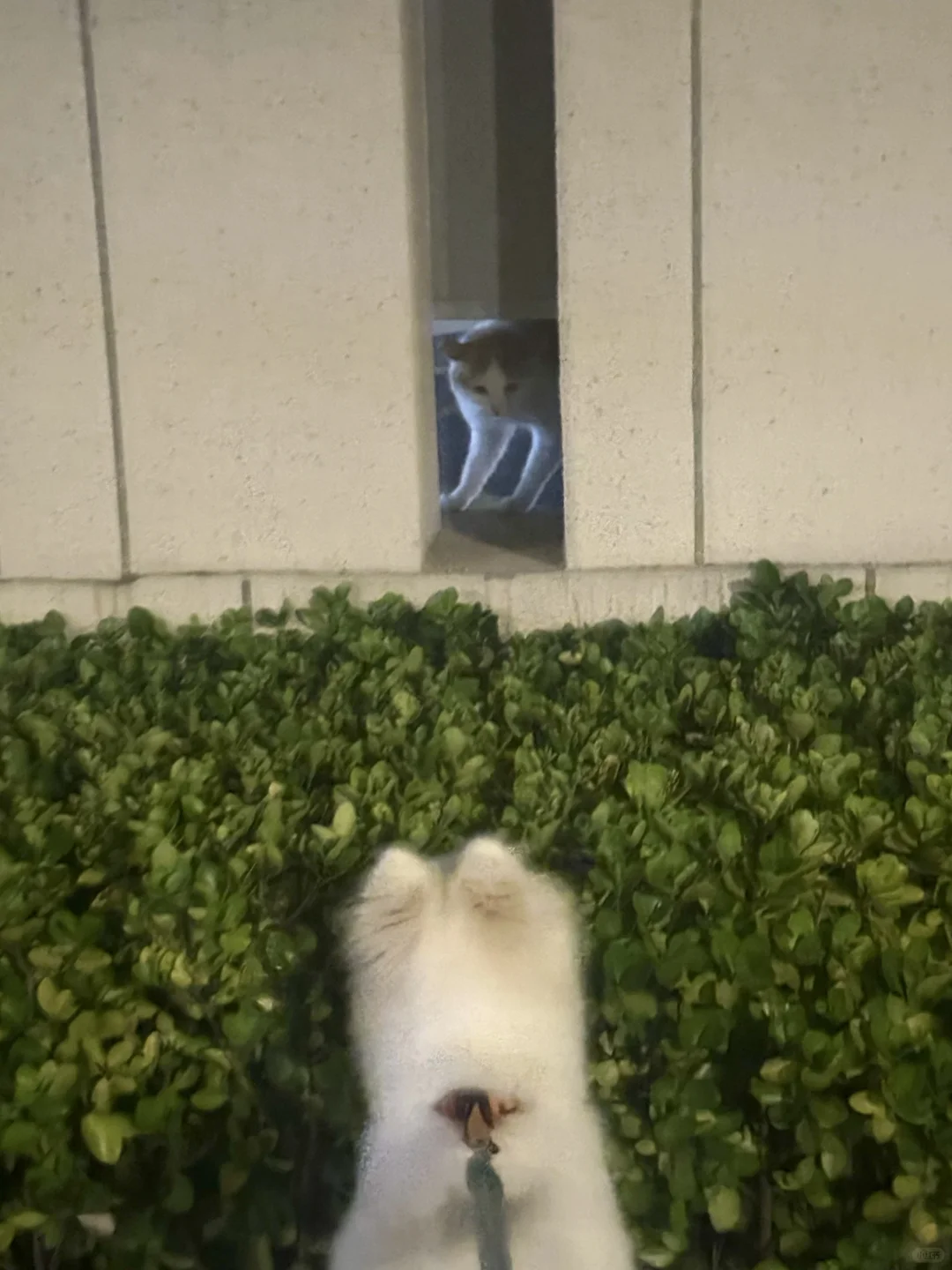 急急 女儿想领养流浪猫怎么办