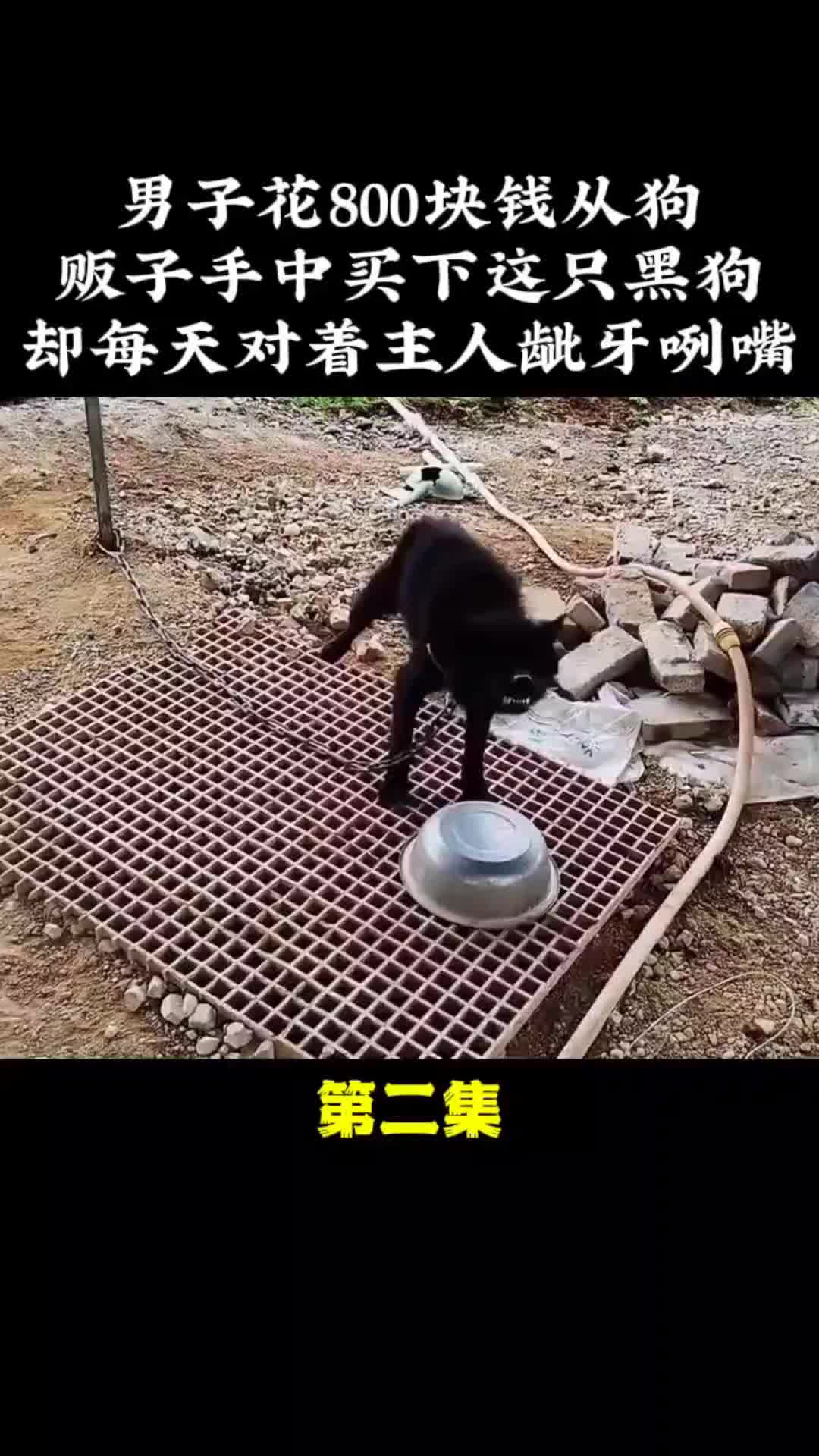 动物解说 动物的迷惑行为 内容启发搜索