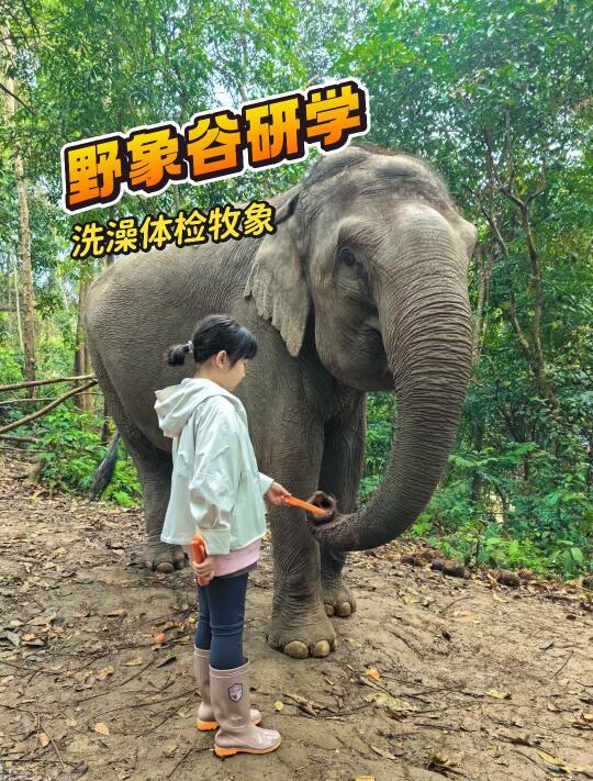 西双版纳野象谷｜做大象保育员洗澡体检牧象