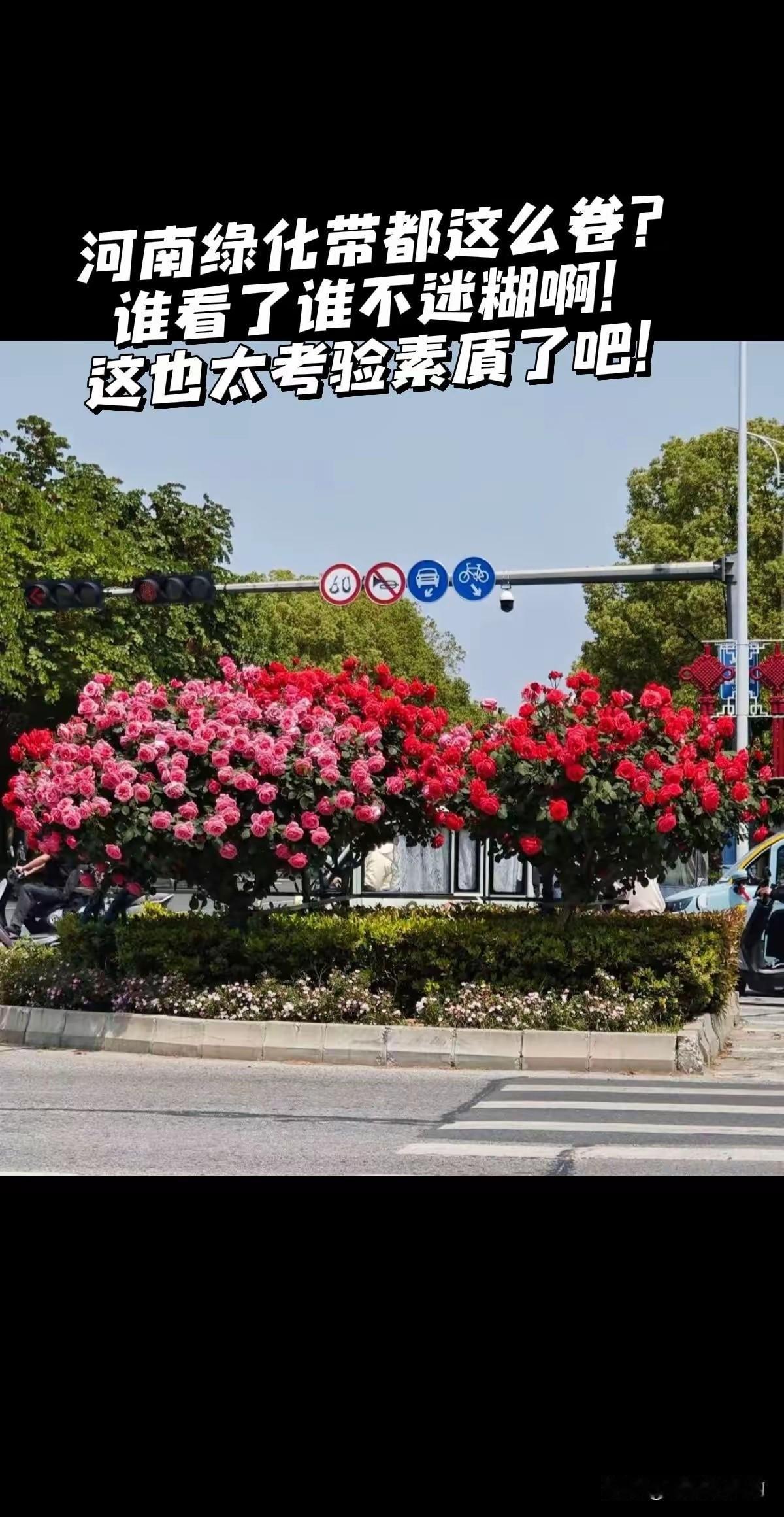 看看人家
这才叫月季
你家的都是种在院子里
一小棵一小棵的
这是一大棵一大棵的
