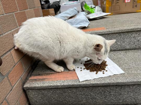 断尾的小兔猫可以找到领养吗