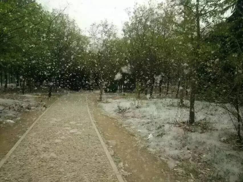 终于弄明白了
为什么有的北方城市飞絮满天飞，有的却几乎看不到，很多人以为是气候差