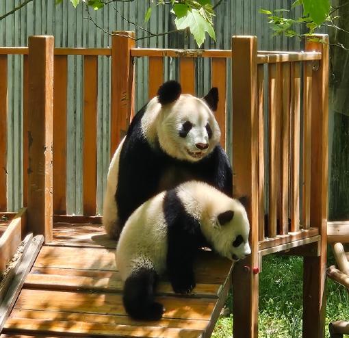 熊猫妈妈还端坐在滑梯上，试图维持 “优雅母熊” 的形象，结果下一秒，熊孩子直接从