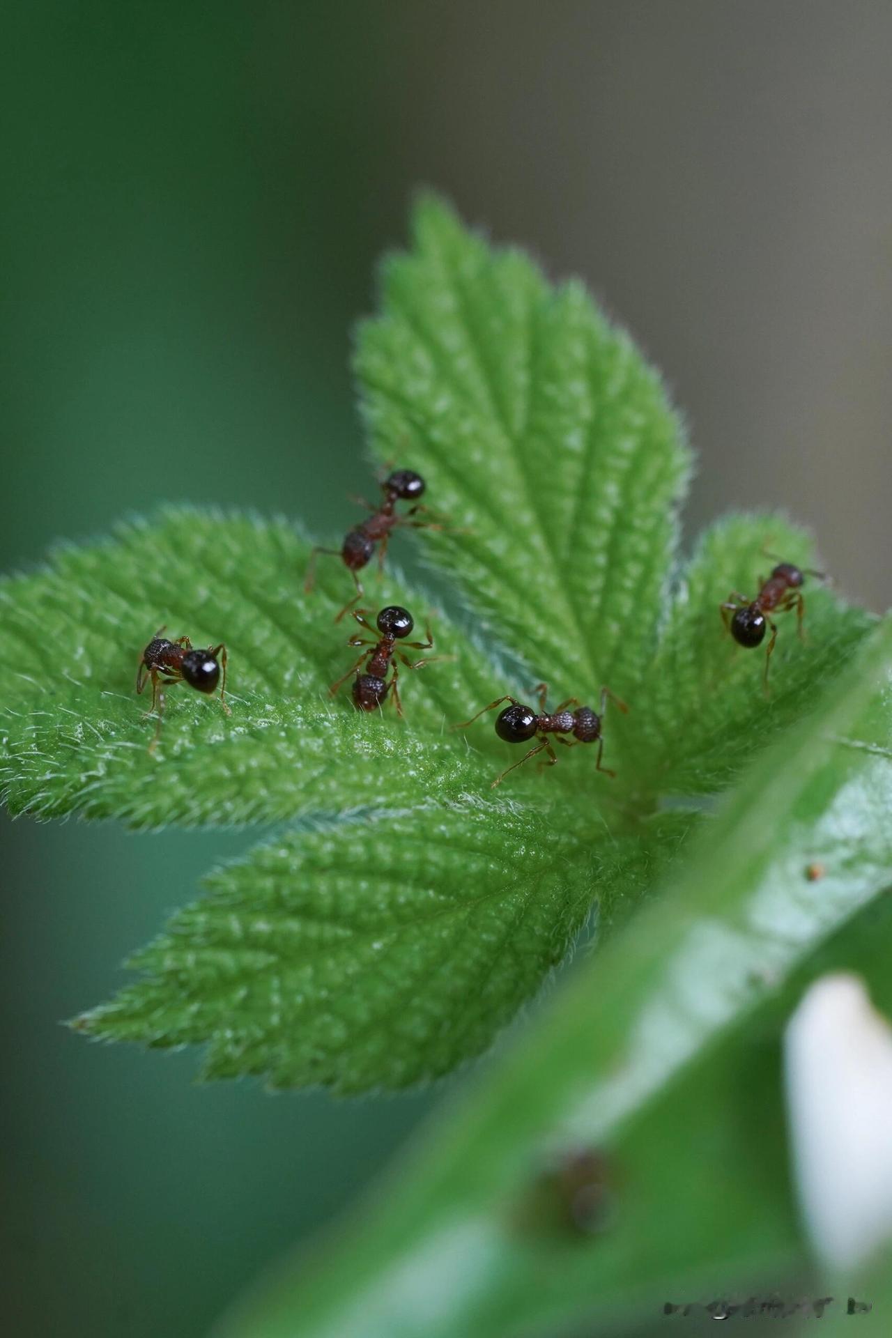 惊呆！印度一女子因害怕蚂蚁而自杀，实在难以置信…

今天刚刷到一条让我震惊不已的