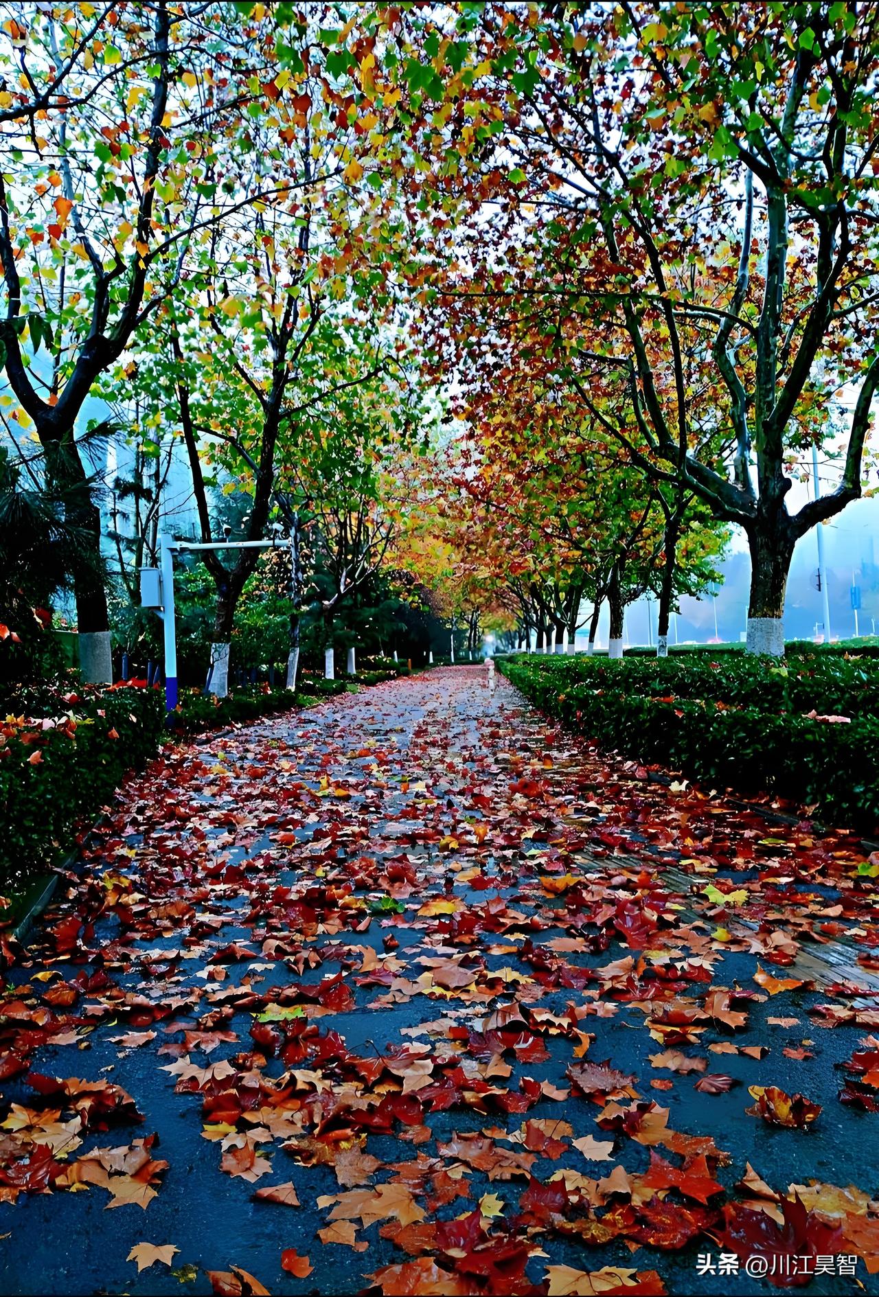风掠过岁月的褶皱
悄悄埋下一缕相思
不声不响，却漫过心底
 
月落时，念是身边的