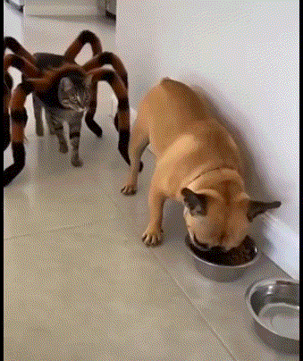 表情包什么怪物啊？太吓dog了…… 