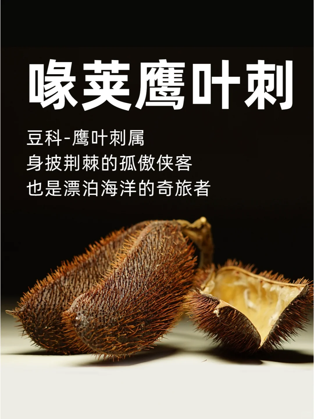 喙荚鹰叶刺：身披荆棘的孤傲侠客～