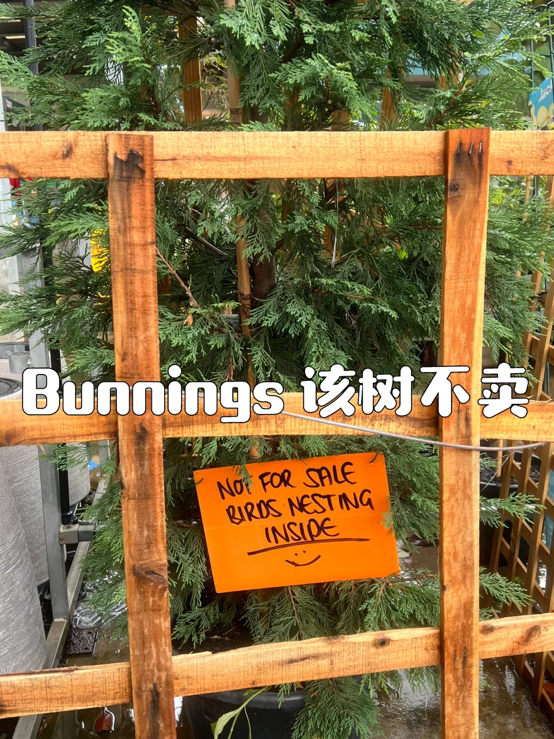 Bunnings · 居然有树不卖🌲