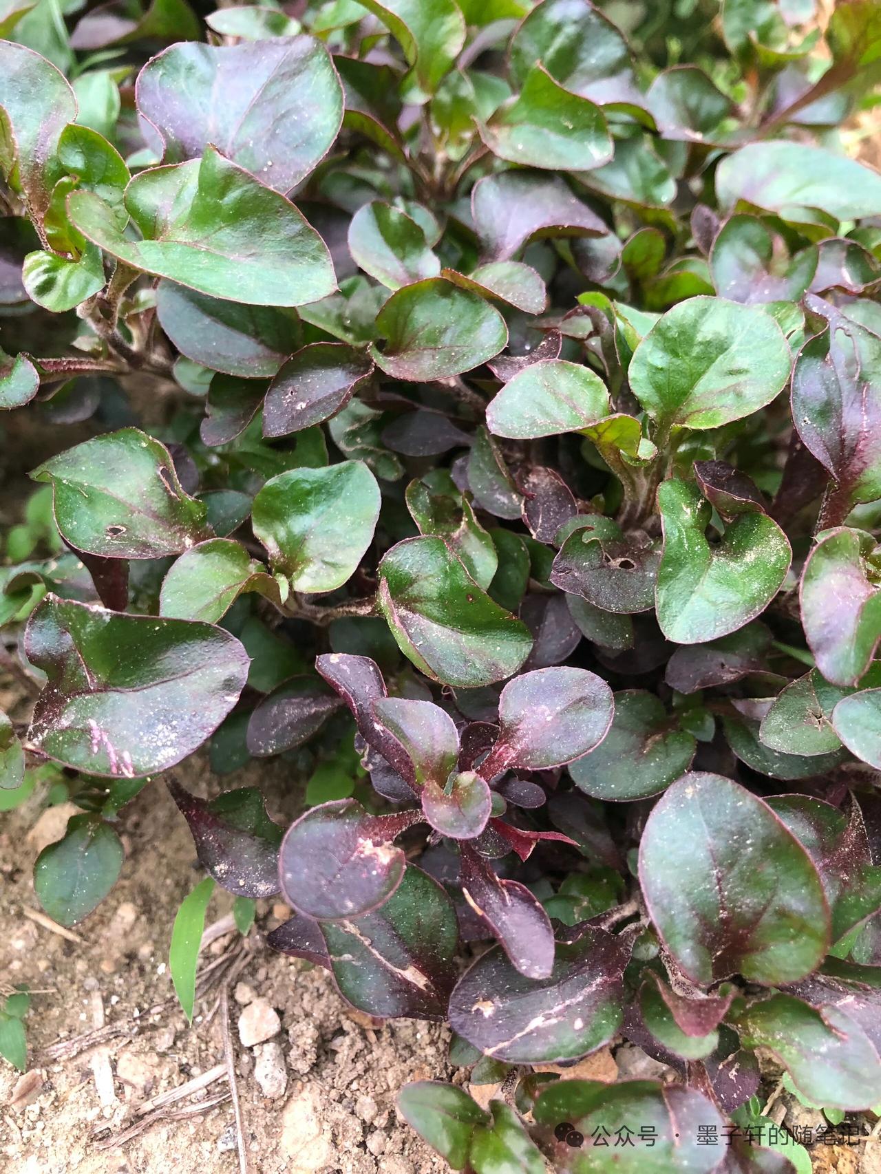 紫叶青苔，自然之美，尽在眼前。🌿💜