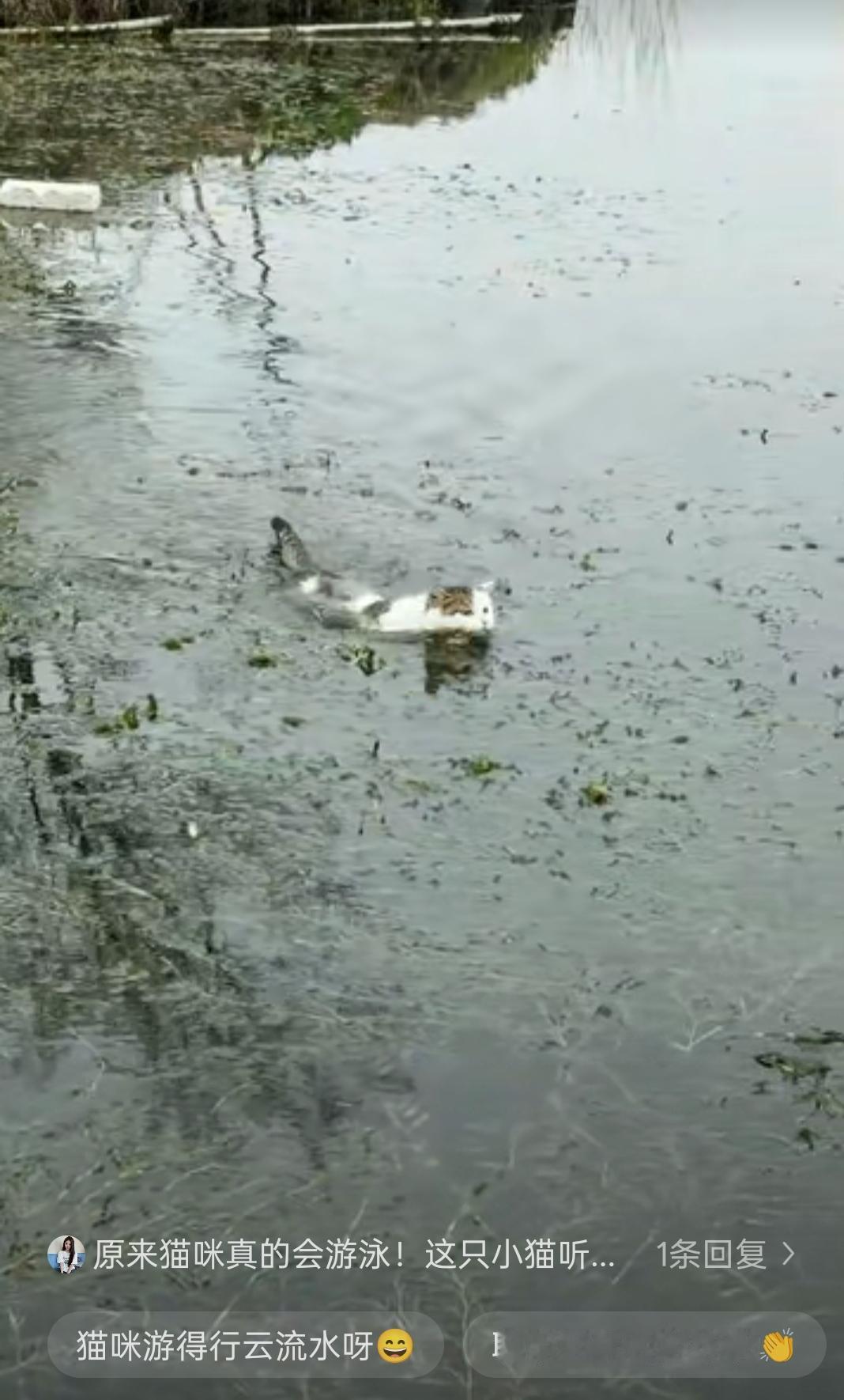 “太出乎意料了”近日江苏一男子在河对岸喊自己养的猫咪回家吃饭，猫咪直接下水游了过