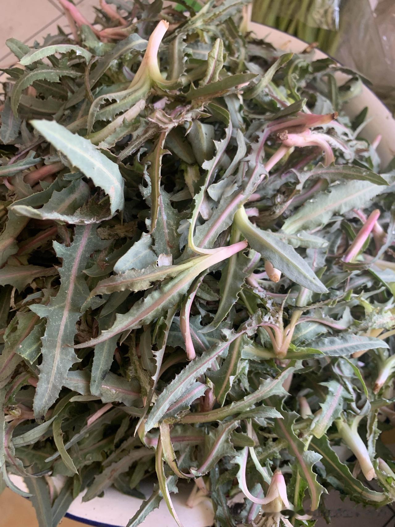 在农村，老妈花了两个小时挖了一兜苦菜；
在县城，我花了二十元买了二斤苦菜；
在饭
