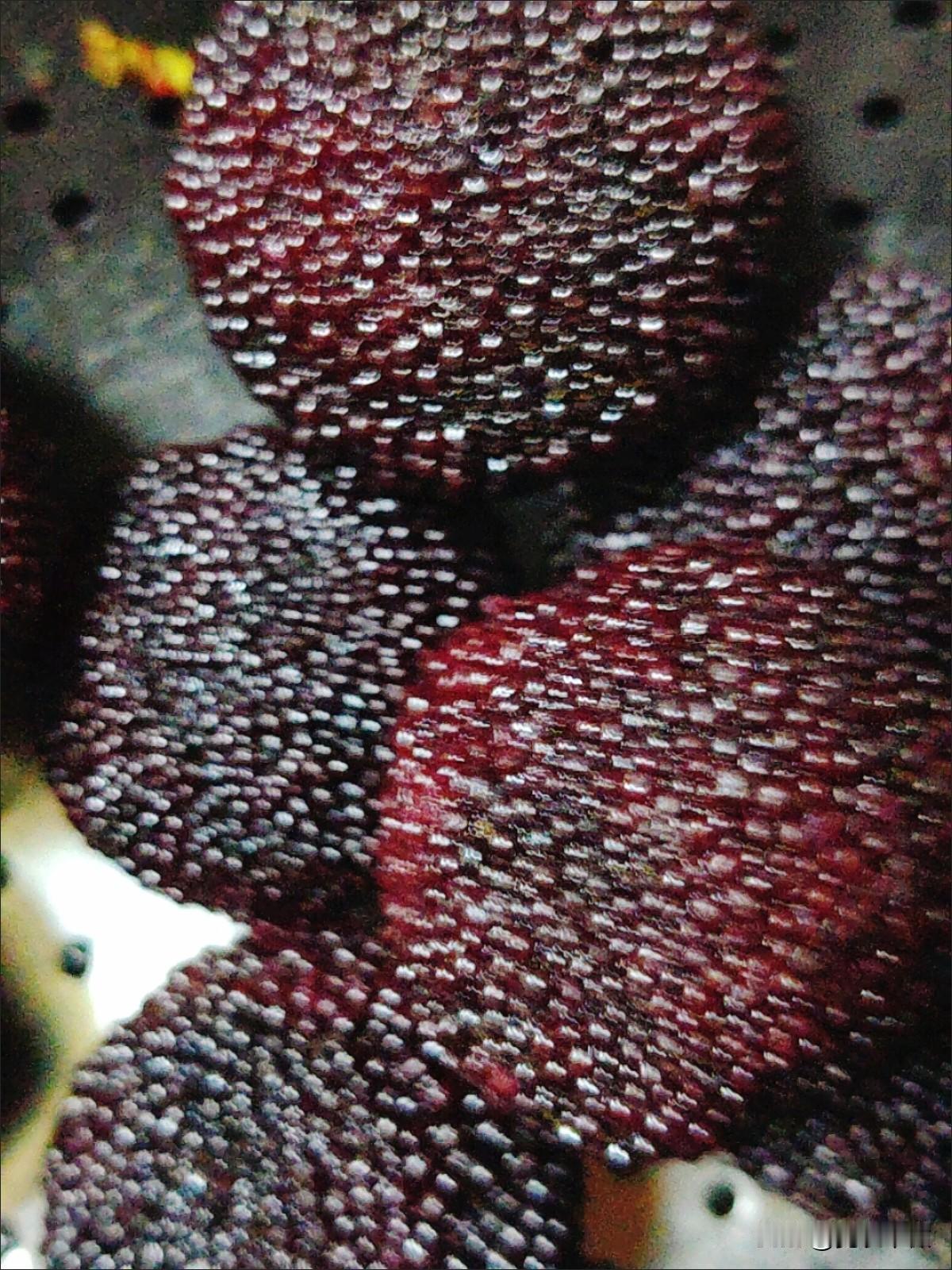 长大了自己有收入了，到杨梅成熟季节，每年都会买几次。老家最好的杨梅湖南靖州，也是