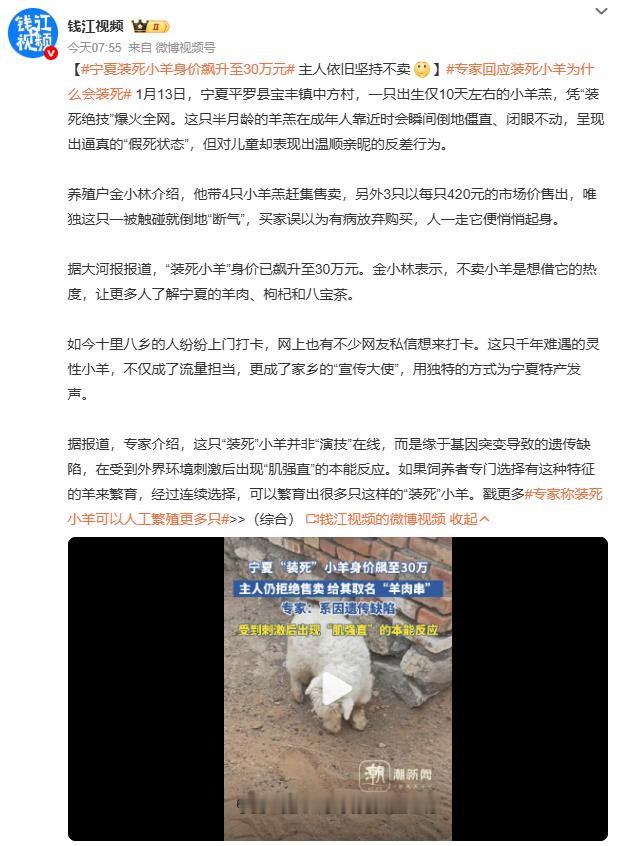 专家回应装死小羊为什么会装死宁夏装死小羊身价飙升至30万元一只羊带火一个村！宁夏