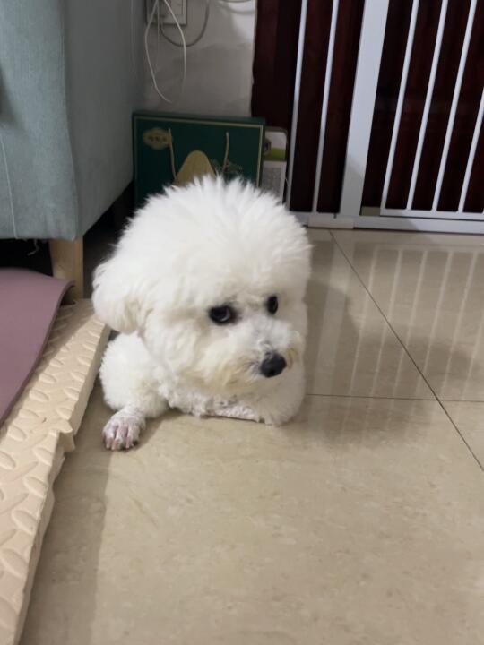 看来小狗对今晚的陪玩不满意哈